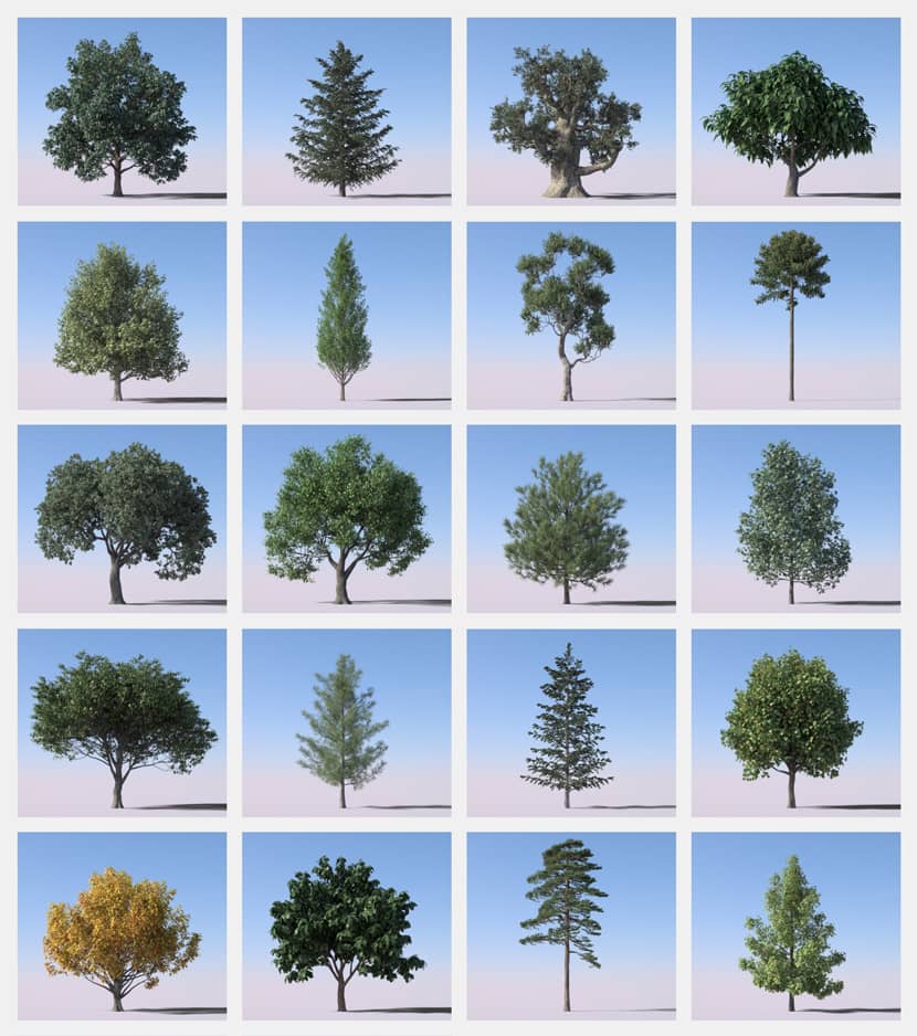 Forester For C4D: Features, Packs & Render Options